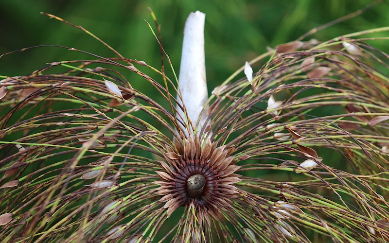 D�sseldorf per pedes, September 2014