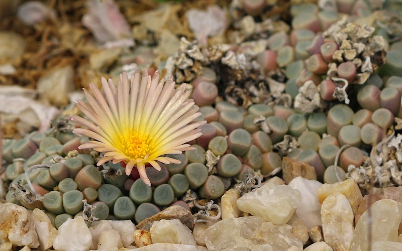 D�sseldorf per pedes, September 2014