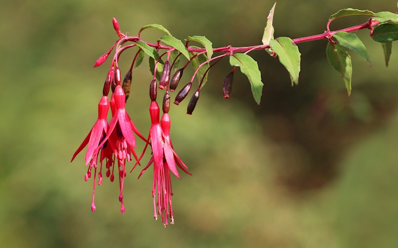 D�sseldorf per pedes, September 2014