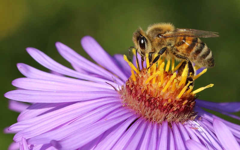 D�sseldorf per pedes, September 2014