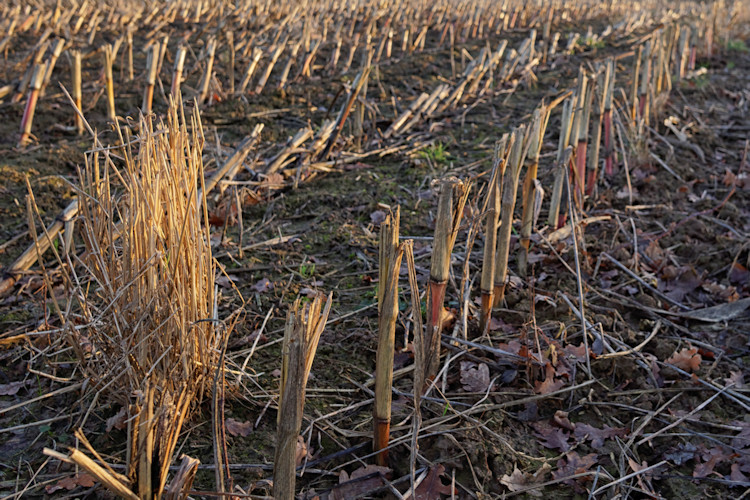 D�sseldorf - Dezember 2016 - Klaus Schachtschneider