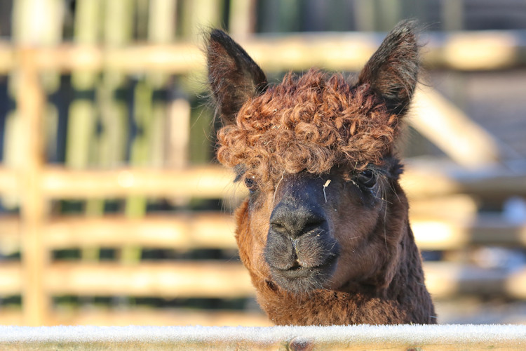 Krefeld - Dezember 2016 - Klaus Schachtschneider