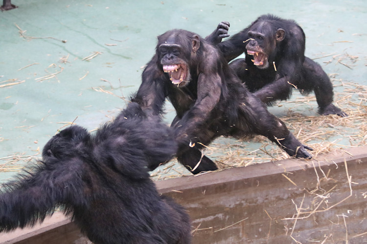 Krefeld - Dezember 2016 - Klaus Schachtschneider