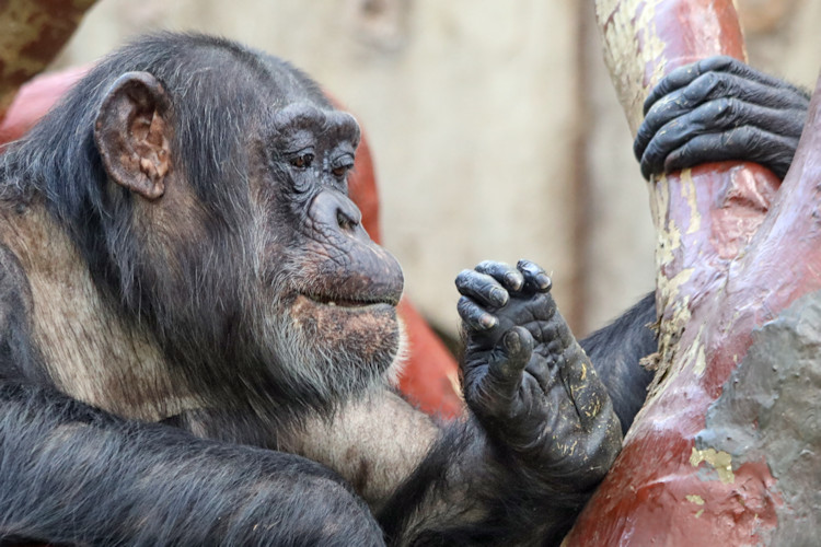 Krefeld - Dezember 2016 - Klaus Schachtschneider