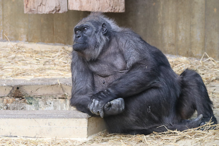 Krefeld - Dezember 2016 - Klaus Schachtschneider
