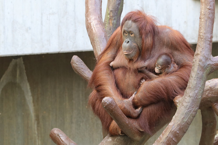 Krefeld - Dezember 2016 - Klaus Schachtschneider