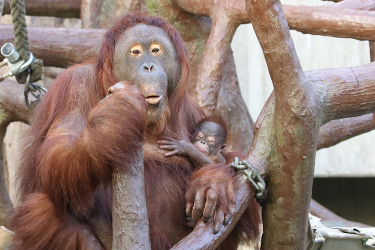 Krefeld - Dezember 2016 - Klaus Schachtschneider