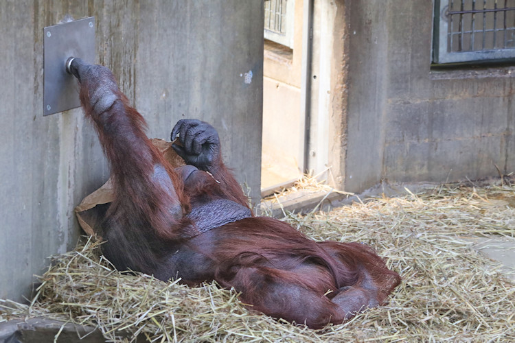 Krefeld - Dezember 2016 - Klaus Schachtschneider