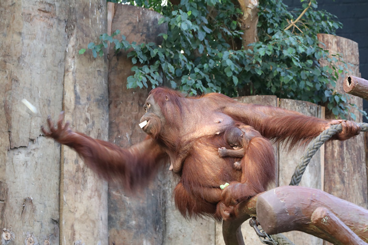 Krefeld - Dezember 2016 - Klaus Schachtschneider