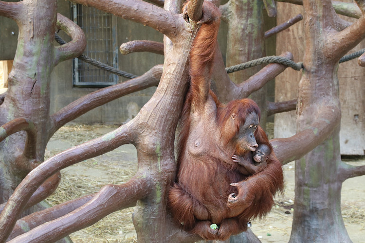 Krefeld - Dezember 2016 - Klaus Schachtschneider
