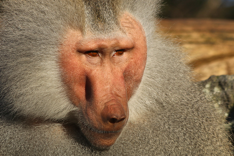 Krefeld - Dezember 2016 - Klaus Schachtschneider