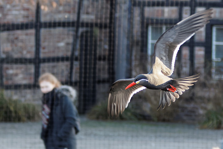Krefeld - Dezember 2016 - Klaus Schachtschneider