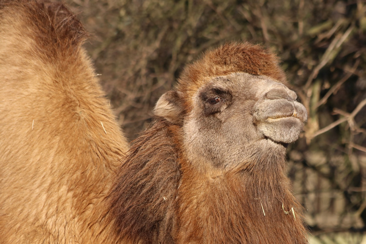 Krefeld - Dezember 2016 - Klaus Schachtschneider