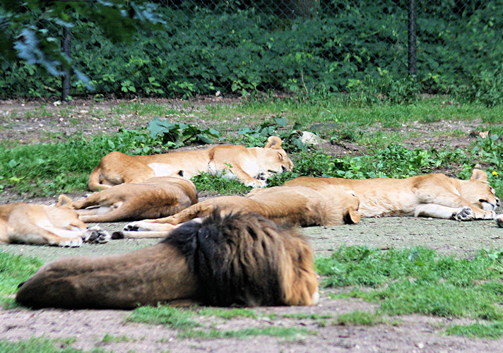 Burgers Zoo Arnheim 2009